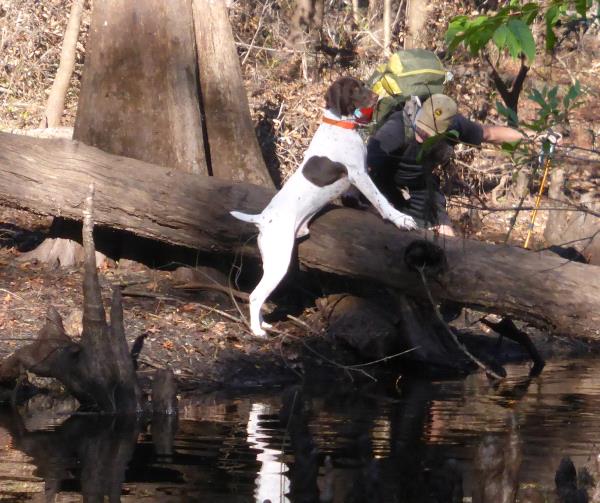 /Images/uploads/Southeast German Shorthaired Pointer Rescue/segspcalendarcontest2018/entries/8726thumb.jpg